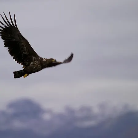 Tysfjord 홀리데이파크 *